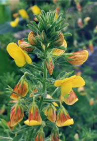 Ononis natrix